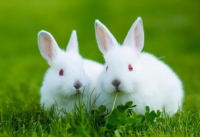 养殖兔子利润(养殖兔子利润有多少)